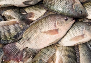 Ikan nila ukuran konsumsi
