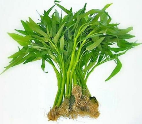 Kangkung air segar